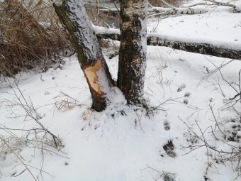 Imtasi gelbėti bebrų niokojamus medžius