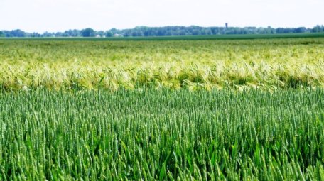 Keičiasi žemės ūkio naudmenų ir pasėlių deklaravimo tvarka