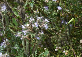 assoc_image