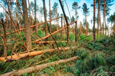 Dėl medžių kirtimo, pašalinimo iš augimo vietos ar intensyvaus genėjimo