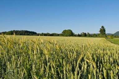 Paskelbta 11 mln. eurų parama beariminių technologijų sėjamosioms įsigyti